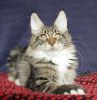 Registered maine coon Kittens For Adoption
