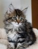 Pure Bred maine coon Kittens Ready Now