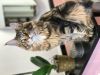 Maine Coon kittens CFA beautiful top lines