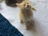 Pedigree Maine Coon Kittens