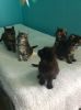 Stunning Pedigree Maine Coon Kittens For Sale