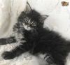 Stunning Maine Coon Kittens for sale