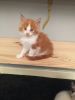 Cute Maine Coon kittens for sale