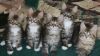 Playful, affectionate pure-bred Maine coon kittens