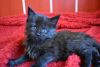 Excellent Pedigree Maine Coon Kittens