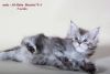 Maine Coon Male Kitten Ali-Baba With Championship Blood