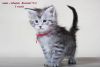 Atlantic Maine coon male kitten with championship blood