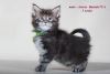 Asterix Maine Coon male kitten with championship blood