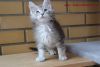 Maine Coon male kitten Andrue with championship blood