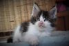 Anthony pure breed Maine Coon male kitten