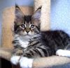 Joy pure breed Maine Coon male kitten with championship blood