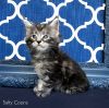 European Maine Coon Kittens CFA Registered