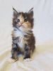 Monica pure breed Maine Coon female kitten in tortie color