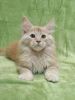 Neo pure breed Maine Coon male kitten in red silver marble
