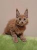 Marvel pure breed Maine Coon male kitten