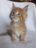 Romio purebred Maine Coon male kitten in a red (d) color