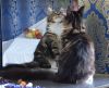 Simon pure breed Maine Coon male kitten in a black marble with white c