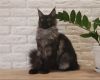Ariana purebred Maine Coon female kitten in a black smoky color