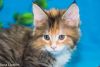 Rosa pure breed Maine Coon female kitten in a tortie color