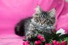 Nyla pure breed Maine Coon female kitten in a black marble color.