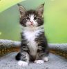 Beautiful Healthy Maine Coon kittens!!!