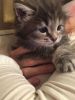 Beautiful Maine Coon Kittens For Sale