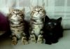 beautiful Maine coon kittens for sale.