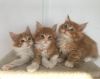 Pure Breed Traditional Maine Coon Kittens