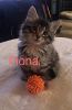 Maine coon kitten for sale