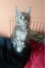 Charming Maine Coon Kitten For Sale