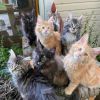 Home Trained Maine Coons and Savannah's Kitten's