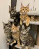 Cat's and kittens For Adoption