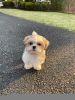 14 week old adorable maltise shi tzu puppy male.