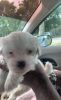 I have beautiful puppies for sale with first set of puppy shots and pa