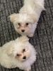 Maltese Puppies (ready today)