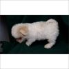Cute Malti-Chi Puppy $689-plus