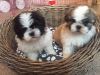 #Quality Mal-shi Puppies For Sale