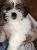 Adorable Shih Tzu puppy for sale
