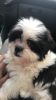 My Malshi puppy is for sale