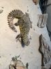 Uromastyx for sale