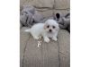loving maltese puppies male and female