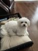 1 Yr old Maltese Puppy Needs New Home
