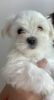 CKC Maltese puppies, female and male