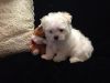 agreeable Maltese puppies