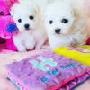 Teacup Maltese Puppies Seek Loving Home