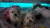Teacup Maltese Puppies Available Now!!!