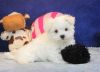Precious Maltese Puppies for X-mas gift