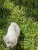 Maltese Puppies 2 months old pure breed