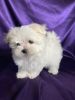 Lovable male and female Maltese puppies.