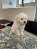 Gorgeous maltese for sale